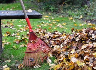 Czy grabić liście orzecha?