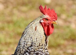 Kiedy można włączyć koguta pomarańczowego w ciągniku?