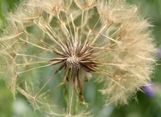 Co robić z liśćmi w ogrodzie?