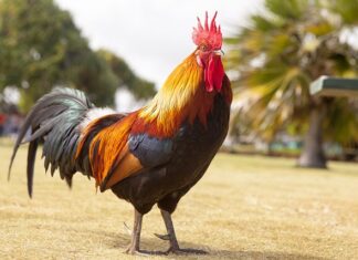 Po co kogut na dachu?