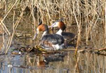 Ile gniazd 230V na jednym obwodzie?