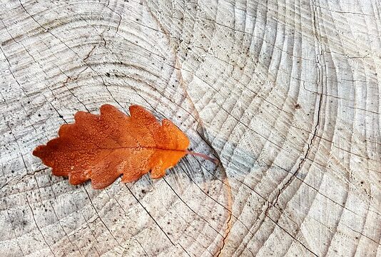 Które Pierścienie centrujące są lepsze plastikowe czy aluminiowe? Które Pierścienie centrujące są lepsze plastikowe czy aluminiowe?