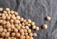 Czy soja jest zdrowa?
