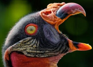 Co oznacza migający klucz?