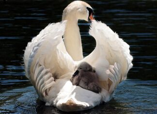 Co za 20 tys na taxi?